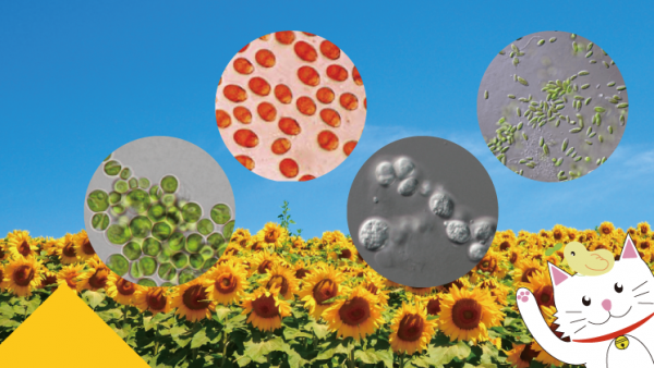 ロメオリンクス総研バイオサイエンス事業部