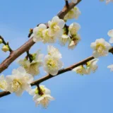 令和８年成人式