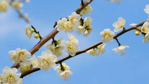 令和８年成人式